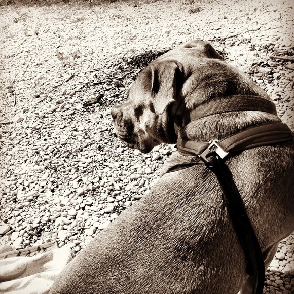 Meet your Posher, Whiskey - Picture 1 of 1